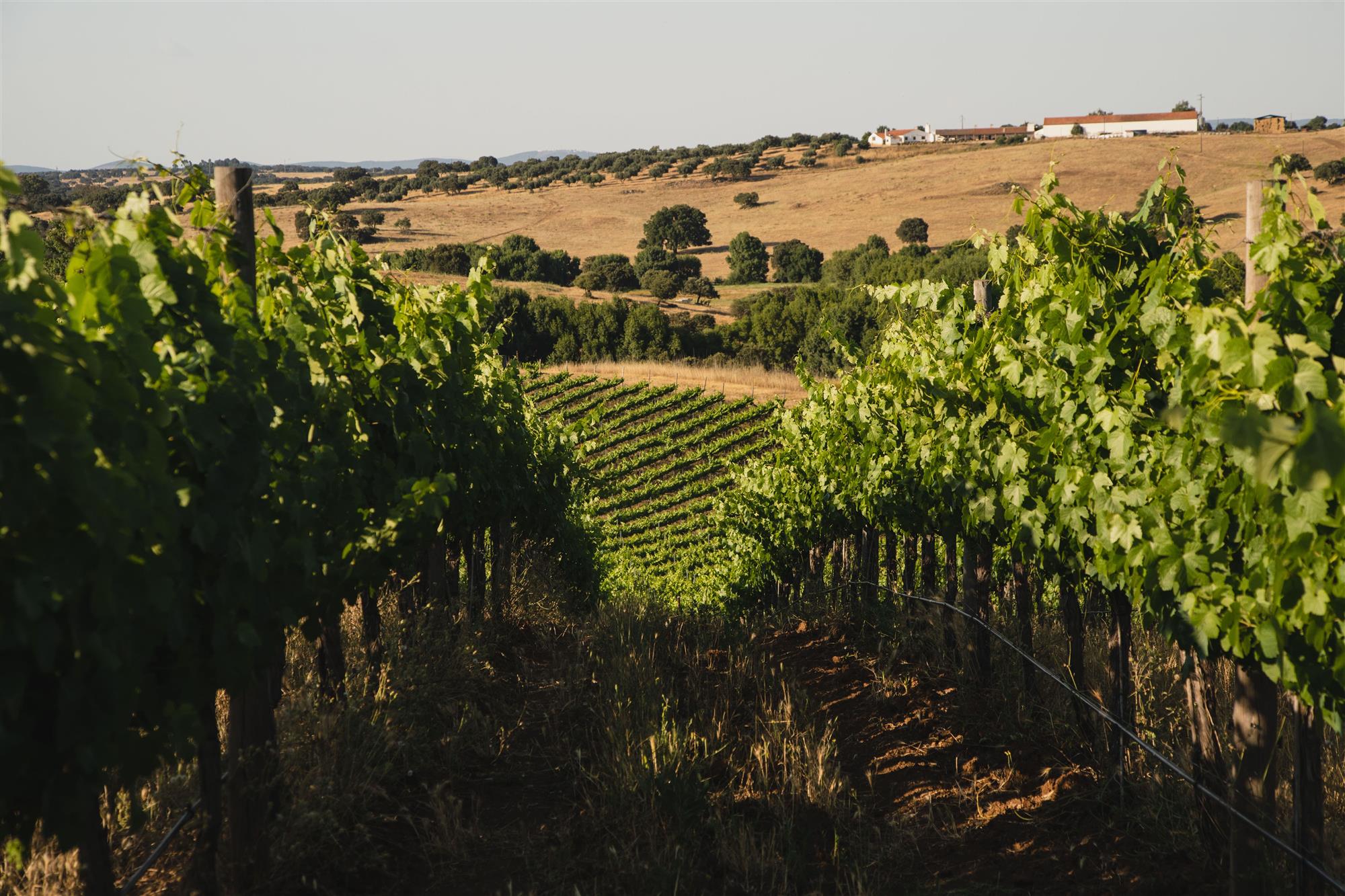 Fique a conhecer a Mainova e prove os nossos vinhos.